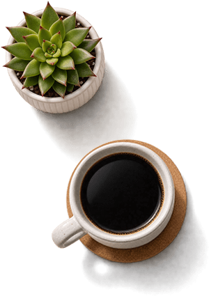 Succulent plant